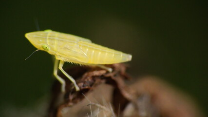 Yellow leafhopper in Cotacachi, Ecuador