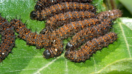 Gulf fritillary caterpillars on a leaf in Cotacachi, Ecuador