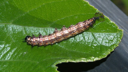 Gulf fritillary caterpillar on a leaf in Cotacachi, Ecuador