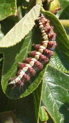 Gulf fritillary caterpillar on a leaf in Cotacachi, Ecuador