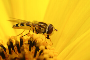 Schwebfliege in Sonnenblume © Naturaliste