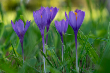 purple crocus flowers, colchicum autumnalis
