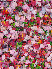 red and yellow leaves