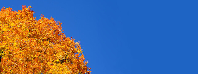 Fototapeta premium Banner with fall yellow - orange maple tree top. Blue sky background in sunny day. Natural vivid autumn mood. Latvia nature landscape.