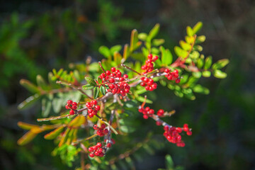 Mastic tree with red berries