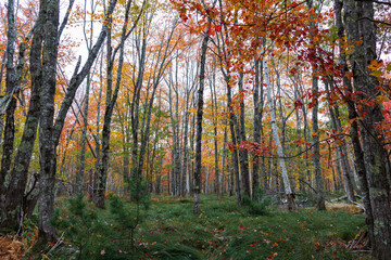 Fall color - Acadia National Park, Maine