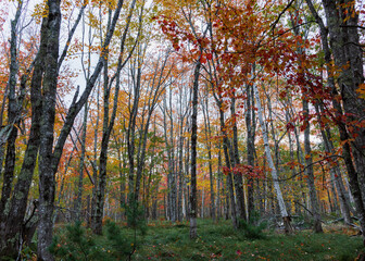Fall color - Acadia National Park, Maine