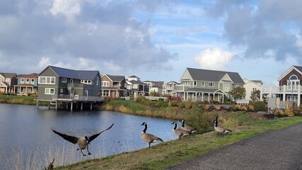 houses on the river