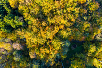 Luftaufnahme: Wald im Herbst