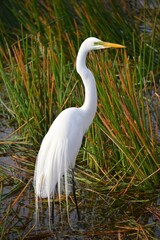 Ritch Grissom Memorial Wetlands