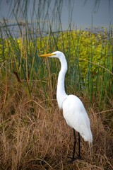Great Egret