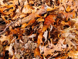 fall autumn dry fallen maple leaves holiday season nature background