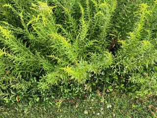 backyard yard garden hedge wildflowers weeds growing overgrown edge flora foliage