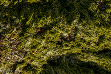 moss on stone