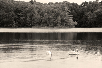 black and white sepia vintage old retro photography two pair white swans lake countryside nature scene