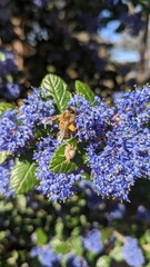 A Honeybee Invading an Albino Spiders Space