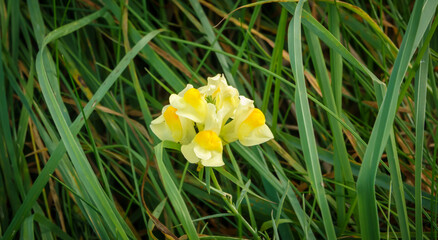 Obraz na płótnie Canvas bright yellow toadflax (Linaria vulgaris, common toadflax or butter-and-eggs) flowers in bloom on Salisbury Plain chalklands, Wiltshire UK