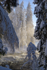 snow covered trees in winter