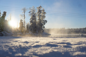snow covered trees