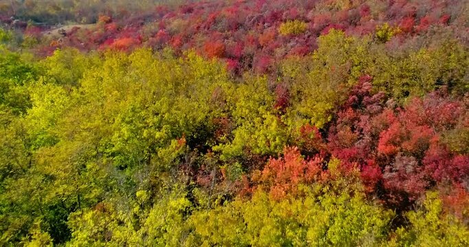 Scenic aerial view of autumn yellow-red forest