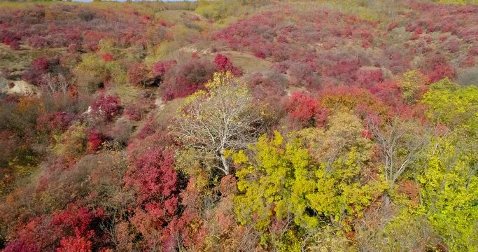 Scenic aerial view of autumn yellow-red forest 