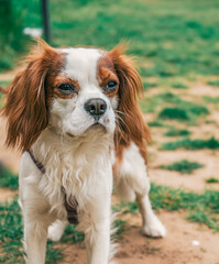 close-up of a cavalier king charles dog on a leash in a park
