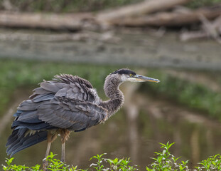 Great Blue Heron with ruffled feathers