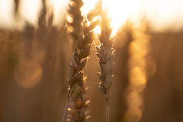 golden wheat field