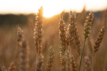 wheat field at sunset