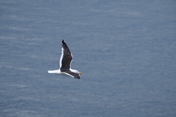seagull in flight