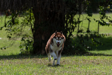 Siberian Husky on forest