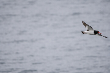 seagull in flight