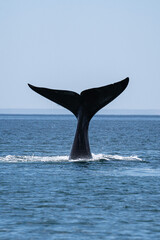 humpback tail © Germn