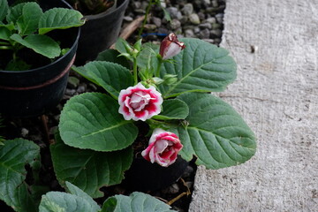 close up image of broadleaf red and white garden flowers, out of focus 