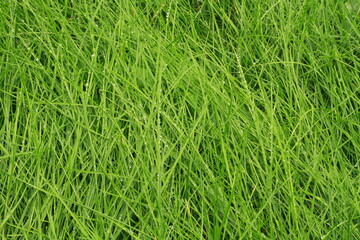 Zbliżenie na soczysto zielone żdżbła trawy na których są świeże krople deszczu