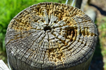 Detail of top of decaying circular wire fence post exposed to elements. Location: Mahurangi East...