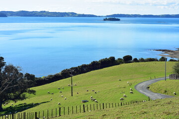 Green paddock with grazing sheep on shore of very calm bay. Location: Kawau Bay, Mahurangi East New Zealand