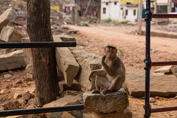 インド　ハンピにいる野生の猿