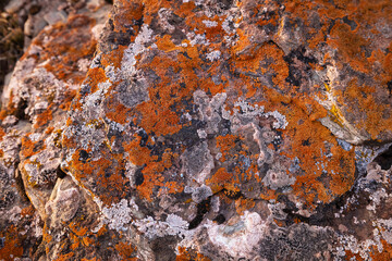 A stone in the mountains covered with orange moss. Texture