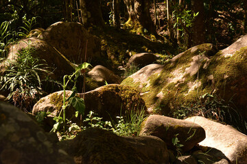 Rocks illumineted by the light of the sun in the forest