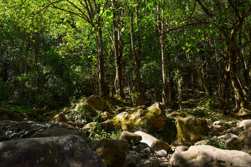 stream in the forest, sun ligth entering into the forest