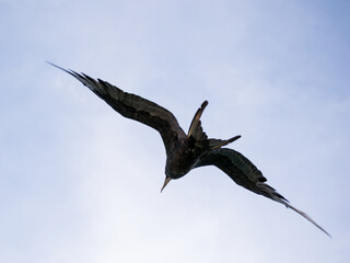 Vuelo