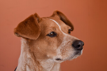 portrait of an orange dog in front of an orange wall