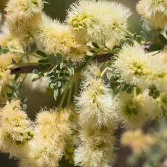 Yellow spike inflorescences of Catclaw, Senegalia Greggii, Fabaceae, native in Big Morongo Canyon Preserve, Southern Mojave Desert, Springtime.