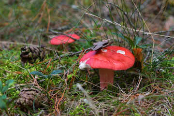 A beautiful blood-red russula in a natural forest environment on green moss surrounded by grass and pine cones on a sunny late summer day.