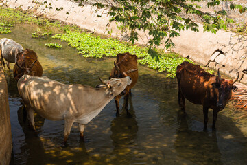 インド　ハンピの小川で水浴びしている牛