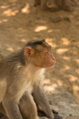 インド　ハンピのハヌマーン寺院、通称モンキーテンプルにいる野生の猿