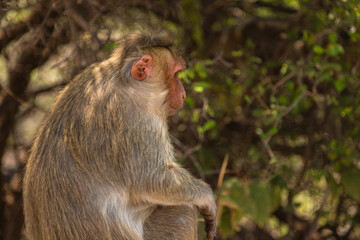 インド　ハンピのハヌマーン寺院、通称モンキーテンプルにいる野生の猿