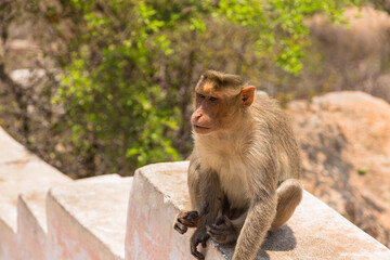 インド　ハンピのハヌマーン寺院、通称モンキーテンプルの寺院まで続く階段に座り込む野生の猿