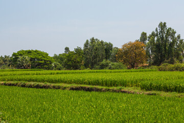 Fototapeta na wymiar インド　ハンピの田園風景